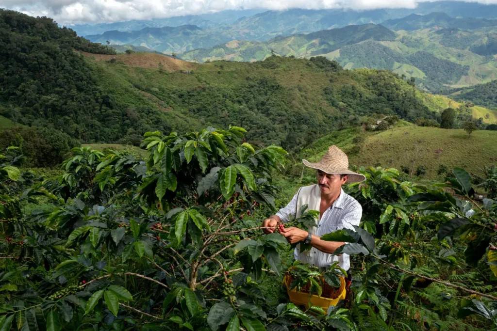 agricultor recogiendo el mejor café colombiano en las montañas