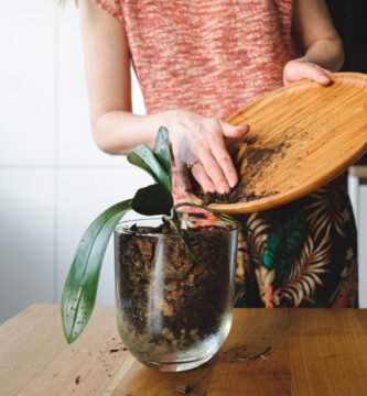 posos de café para plantas