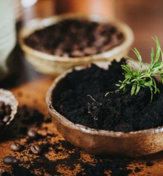 posos de café para plantas