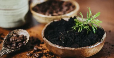 posos de café para plantas