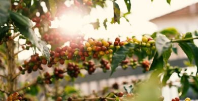 Planta de cafe arabica con cerezas maduras al sol