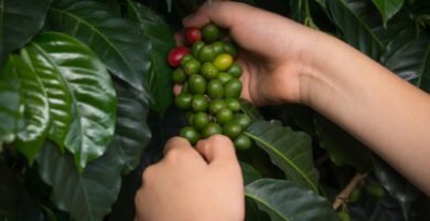 Manos recogiendo cerezas de cafe maduras en la mata