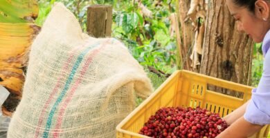 Mujer cosechando cerezas de cafe en la finca
