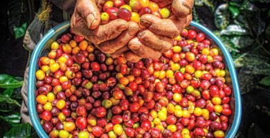 Manos sosteniendo cerezas de cafe de color intenso