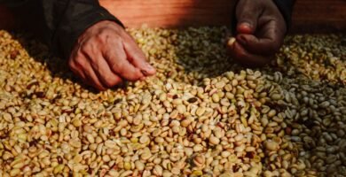 Manos seleccionando granos de cafe recien cosechados