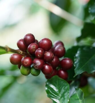 Cerezas de cafe maduras en la rama del cafeto