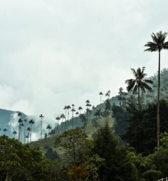 Valle de Cocora with wax palms in Salento, Colombia