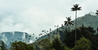 Valle de Cocora with wax palms in Salento, Colombia