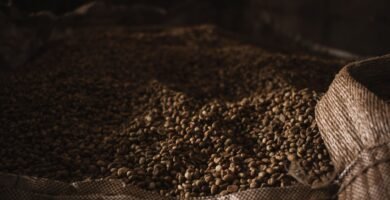 Granos de cafe verde sin tostar sobre fondo oscuro